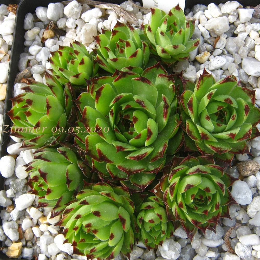 calcareum from Madone d'Utelle 