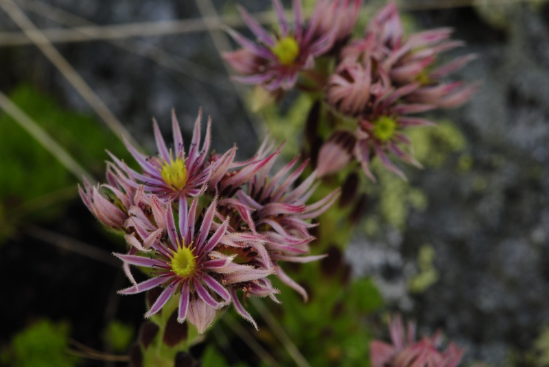 montanum ssp. carpathicum from Suchý vrch