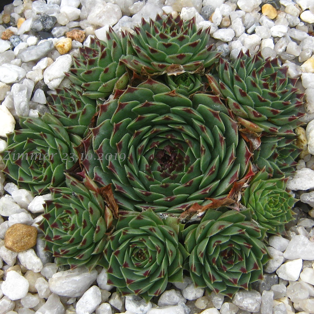 calcareum from Route d'Annot