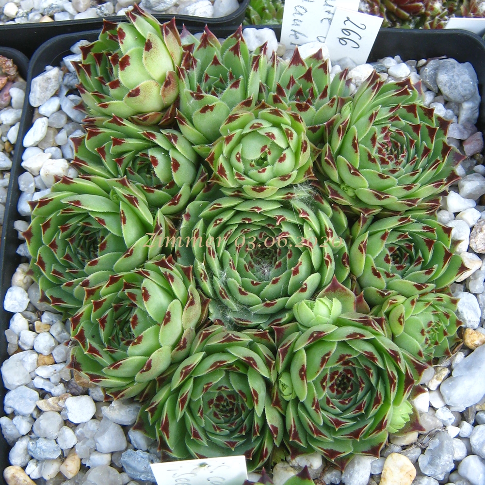 calcareum from Route d'Annot