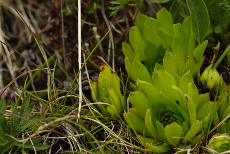 montanum ssp. carpathicum from Klin, SO Abhang