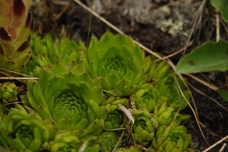 montanum ssp. carpathicum from Klin, SO Abhang