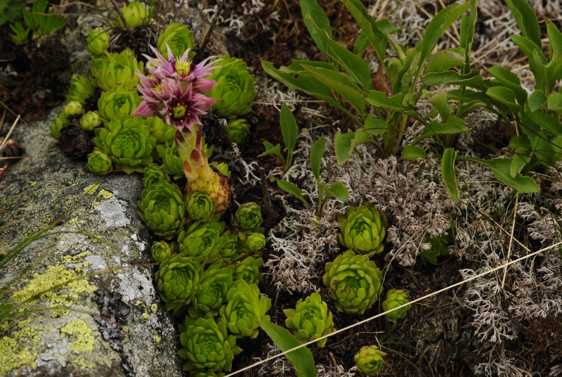 montanum ssp. carpathicum from Klin, SO Abhang