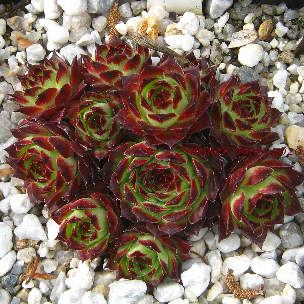 calcareum from La Sagne