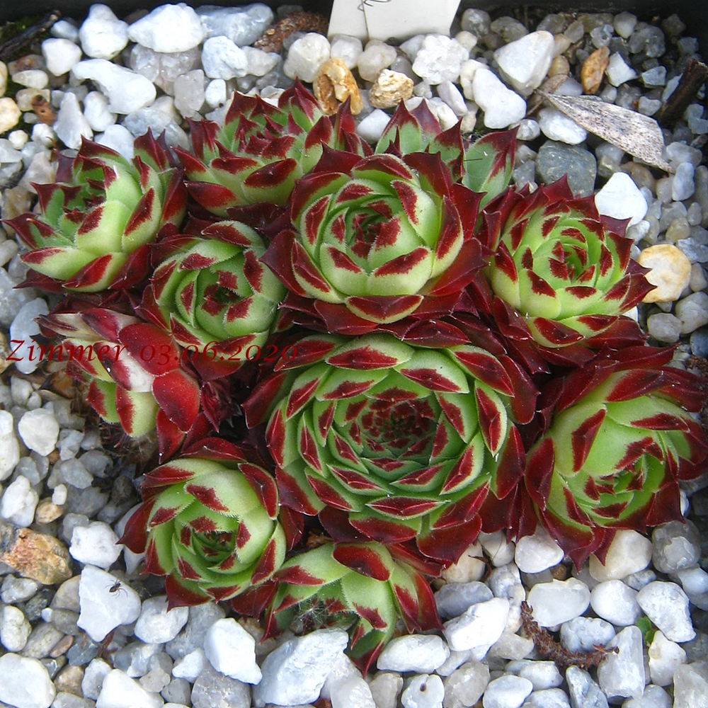 calcareum from La Sagne