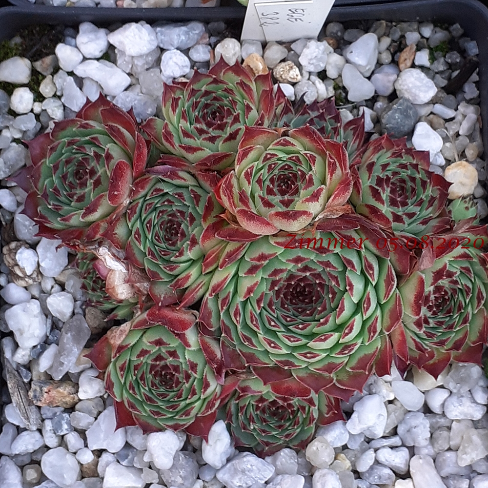 calcareum from La Sagne