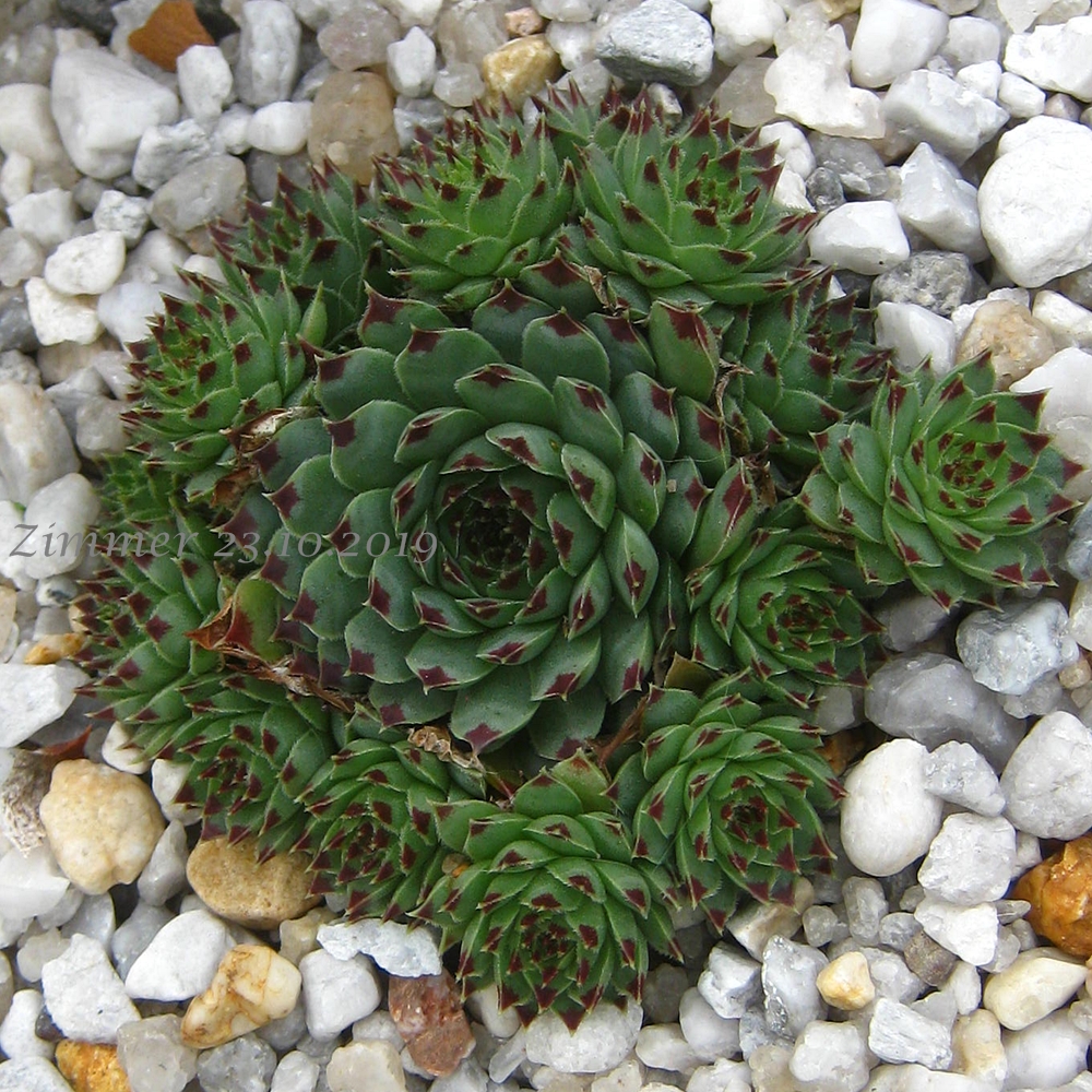 calcareum from Queyras 