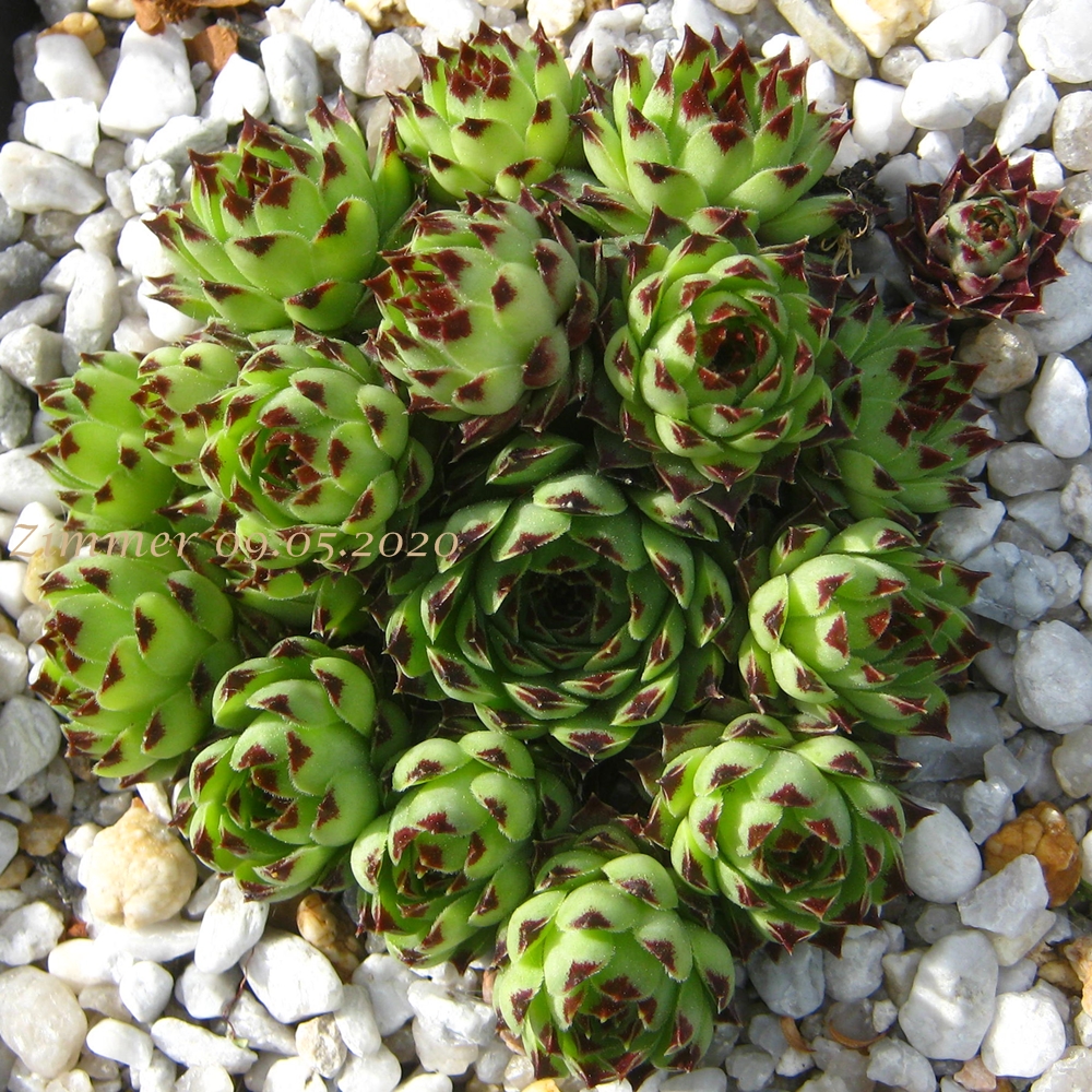 calcareum from Queyras