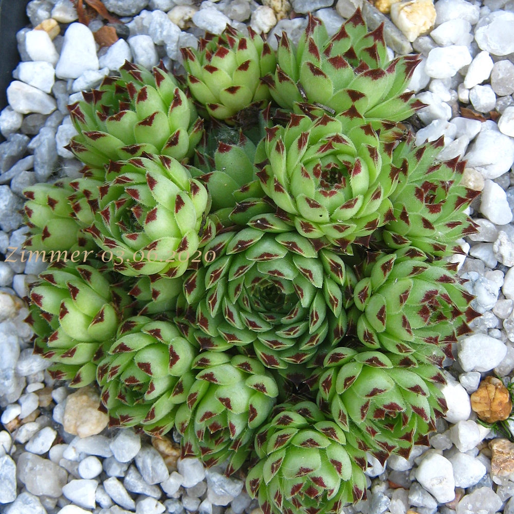 calcareum from Queyras 