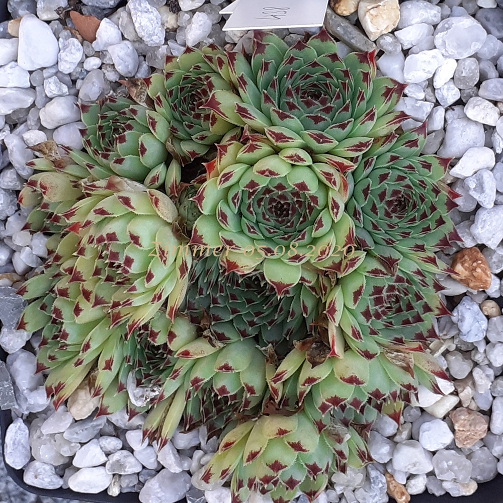 calcareum from Queyras 