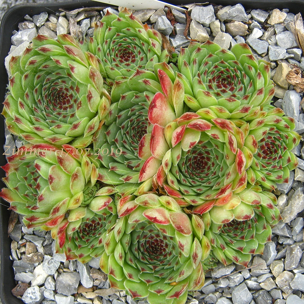 calcareum from Gorges sup. du Cians