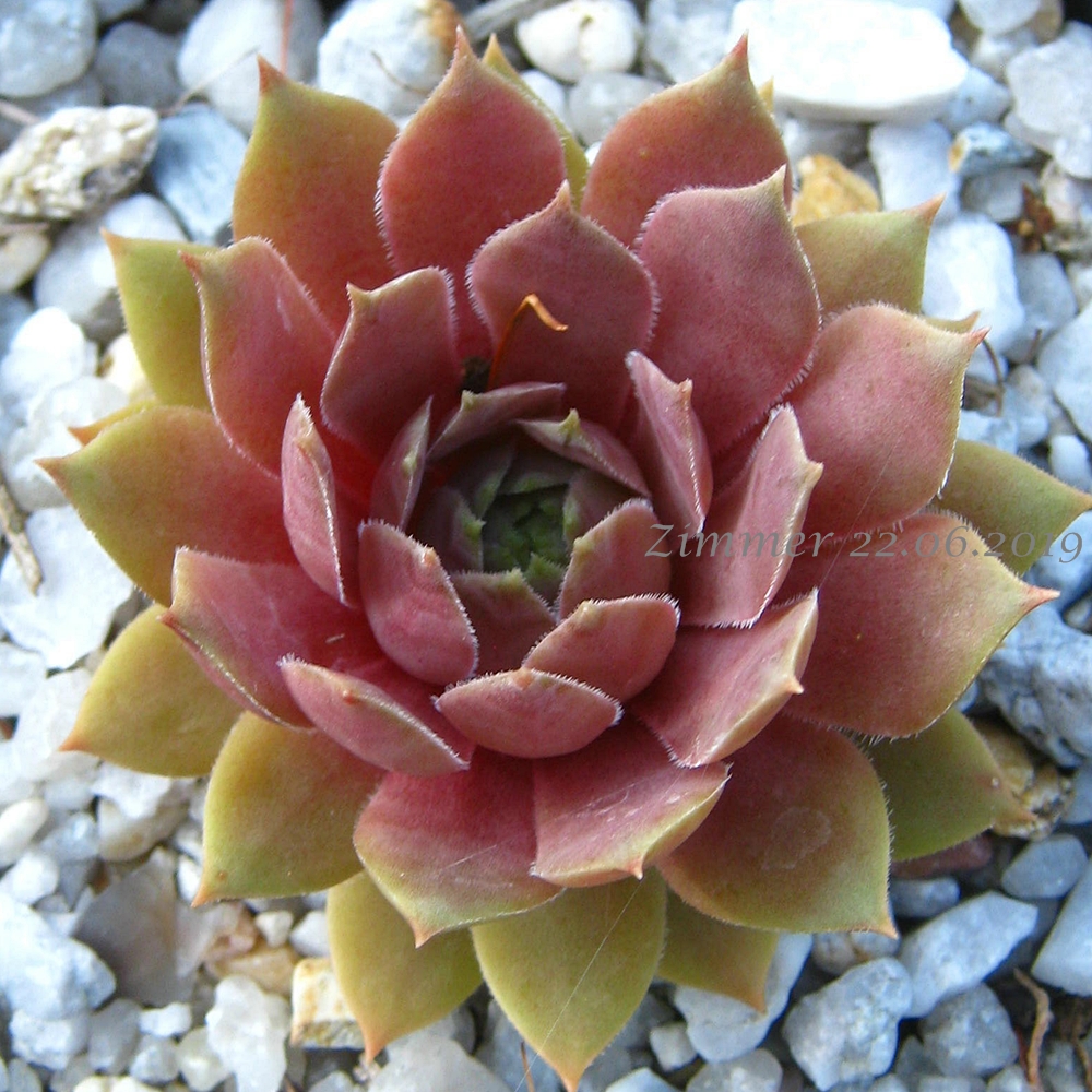 Rosé Rosa