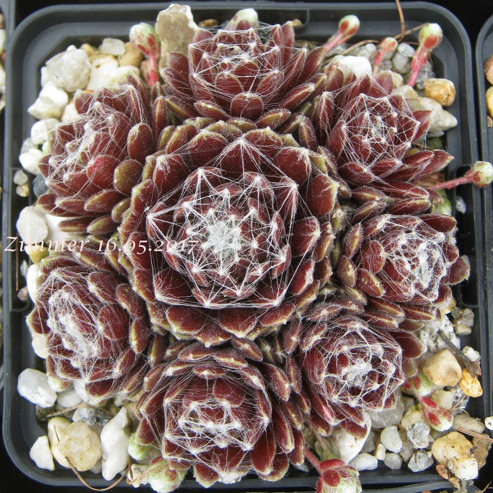 Rotkugel