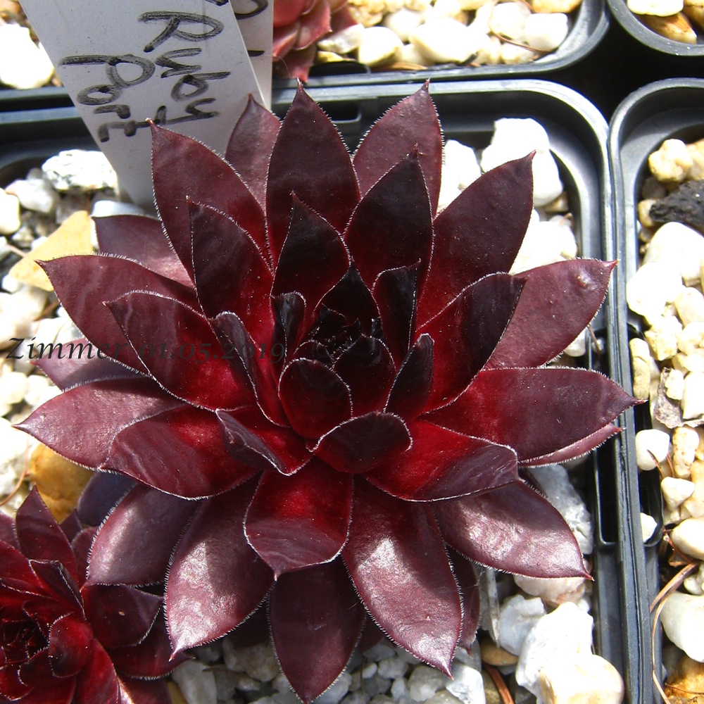 Ruby Port