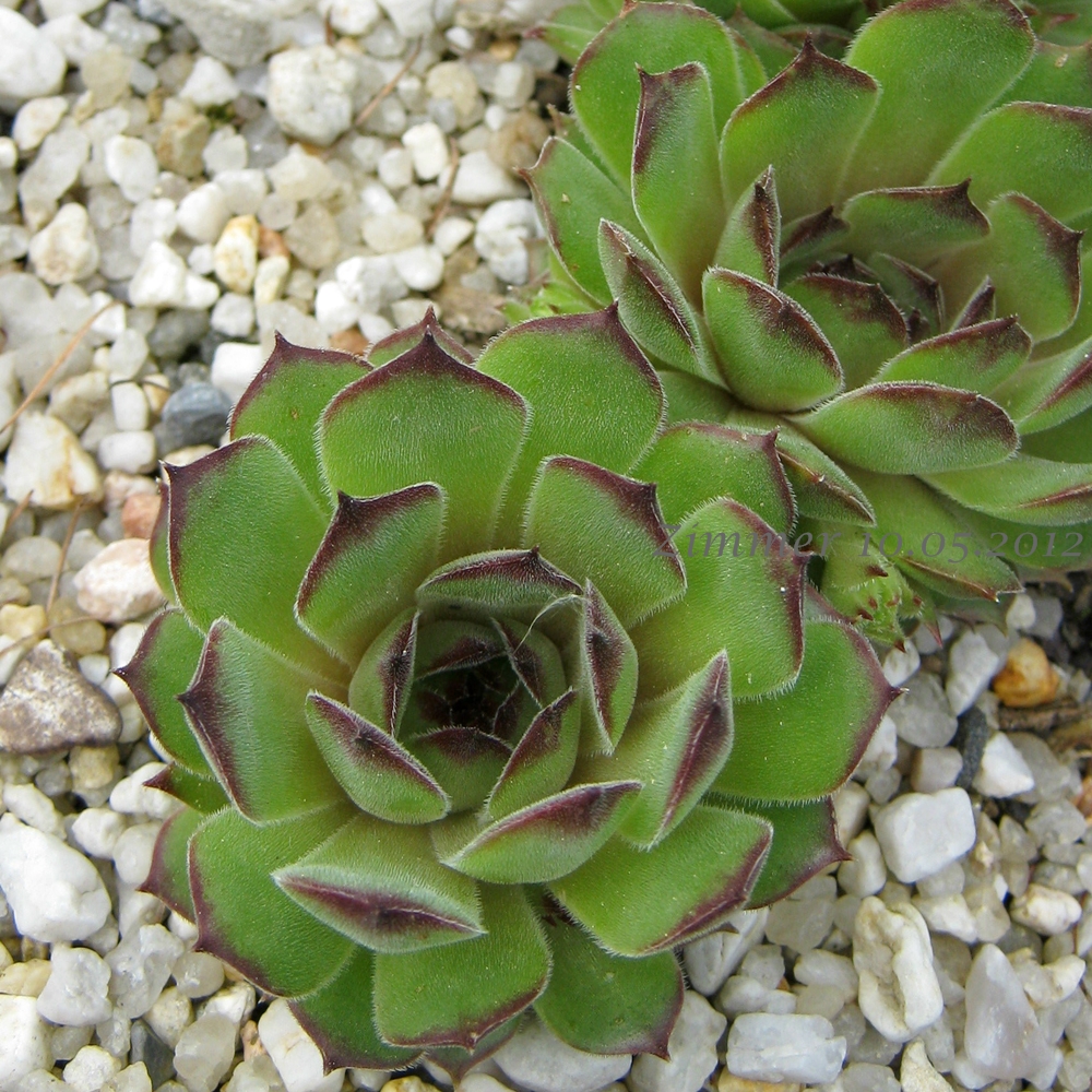 Salina