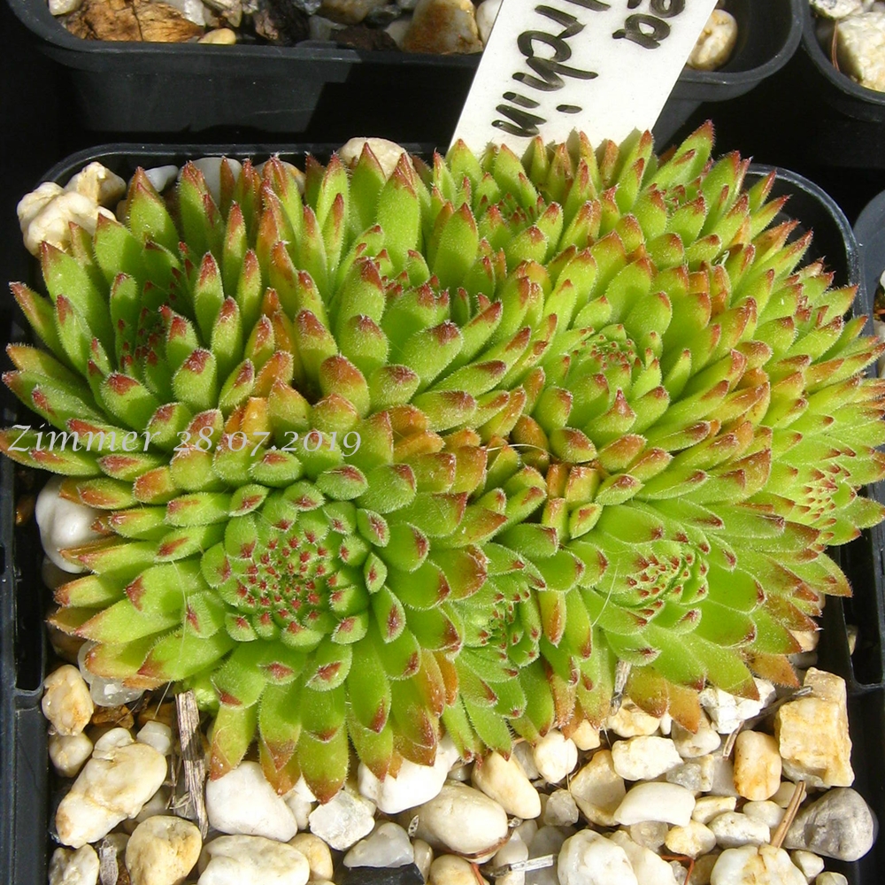 Sea Urchin
