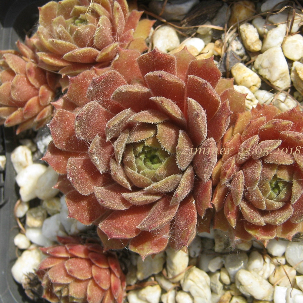 Shape Shifter