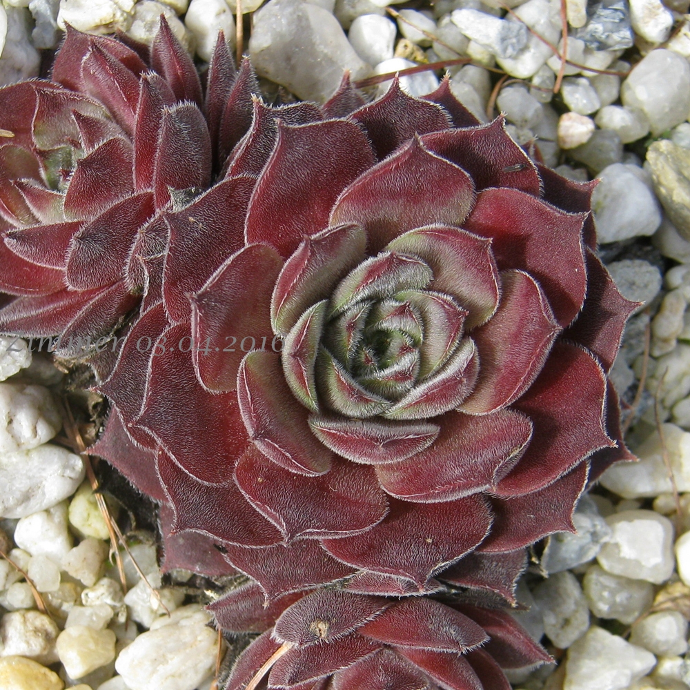 Silver Shadow