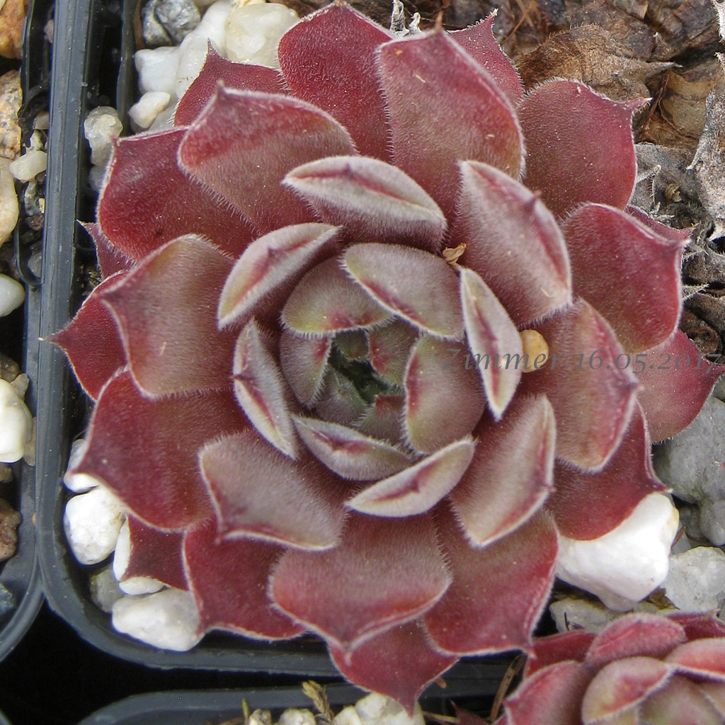 Silver Shadow