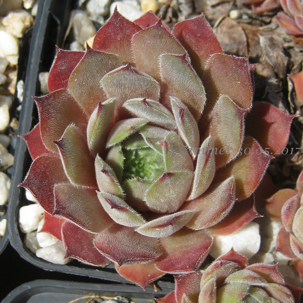 Silver Shadow