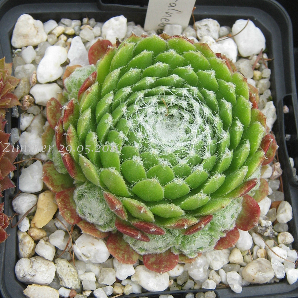 Spiralnebel