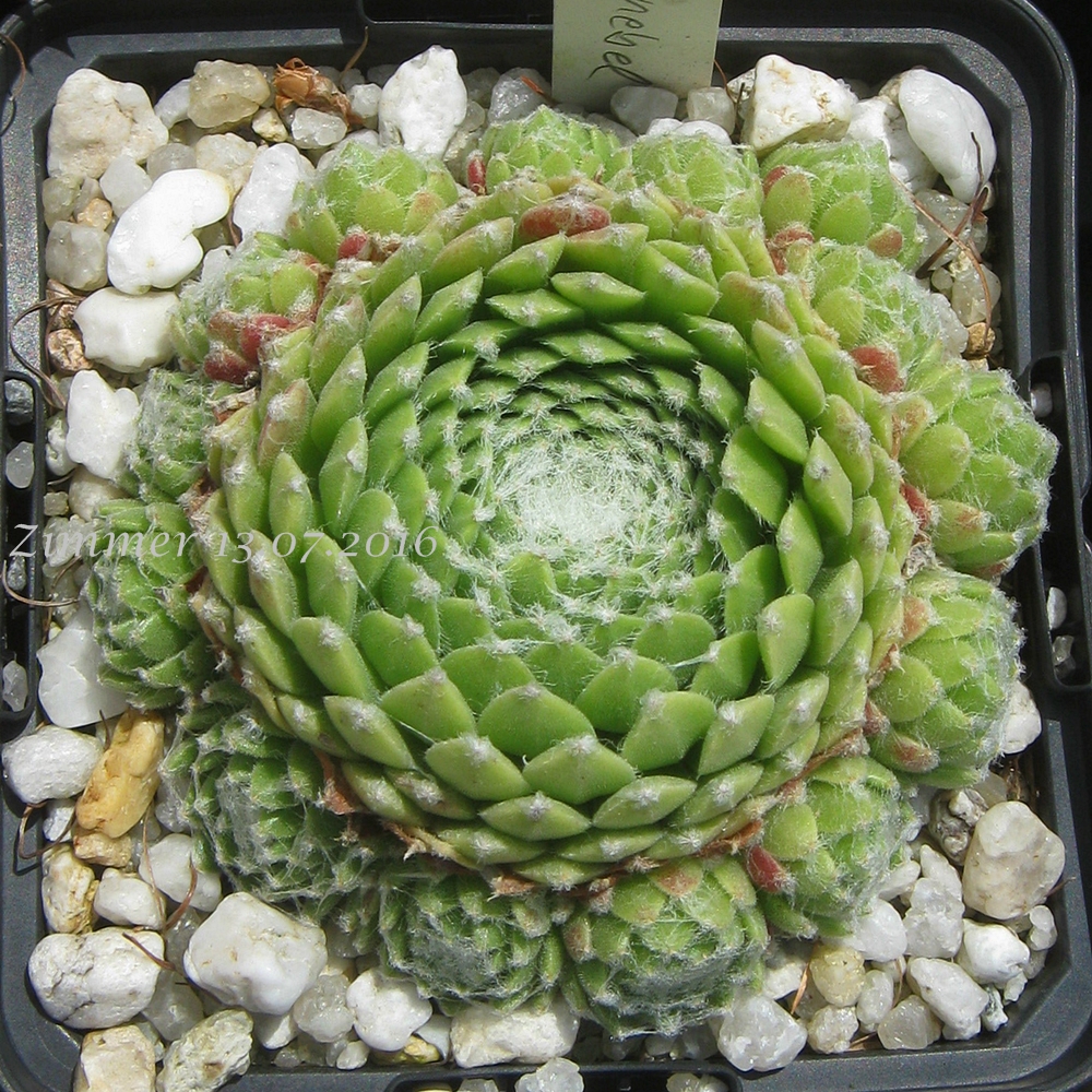 Spiralnebel