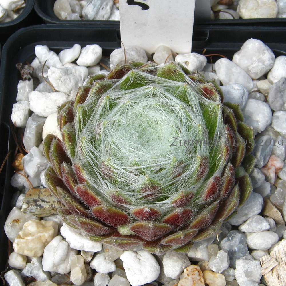 Spun Glass