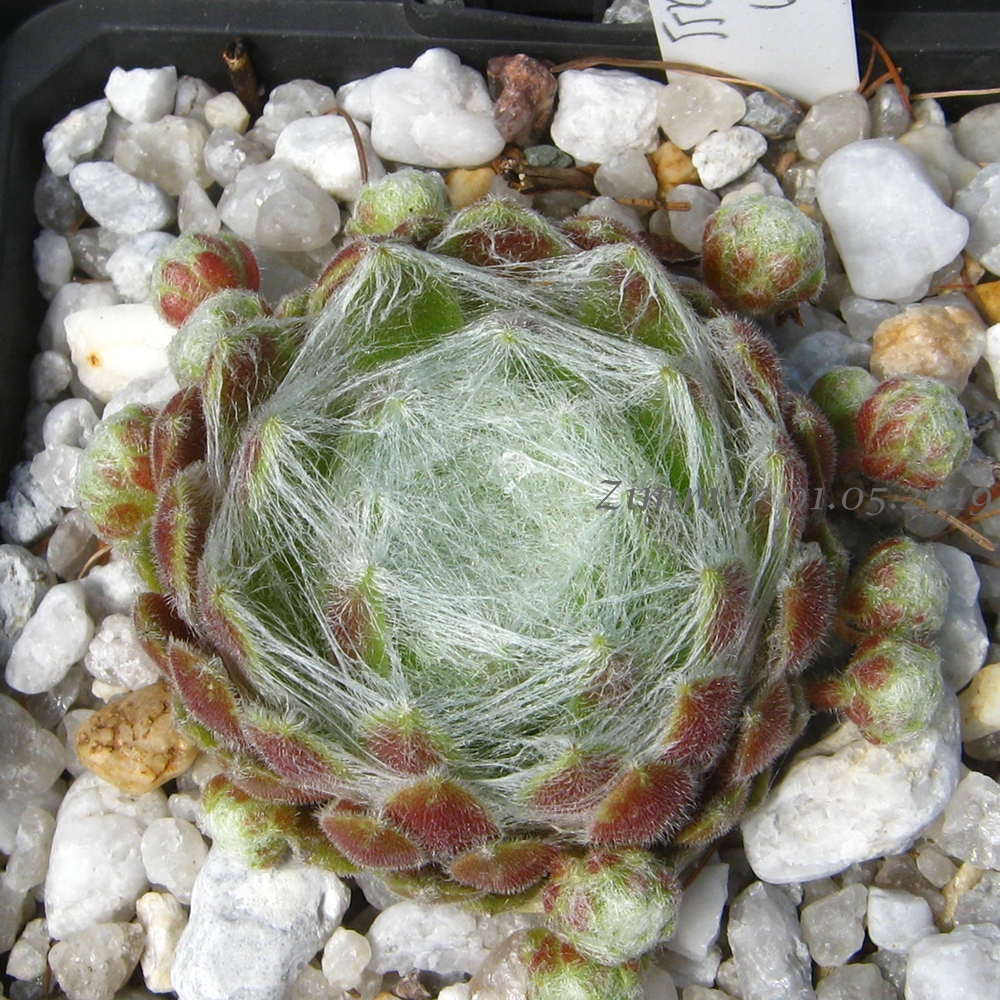 Spun Glass