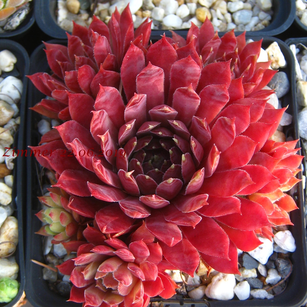 Star Glow