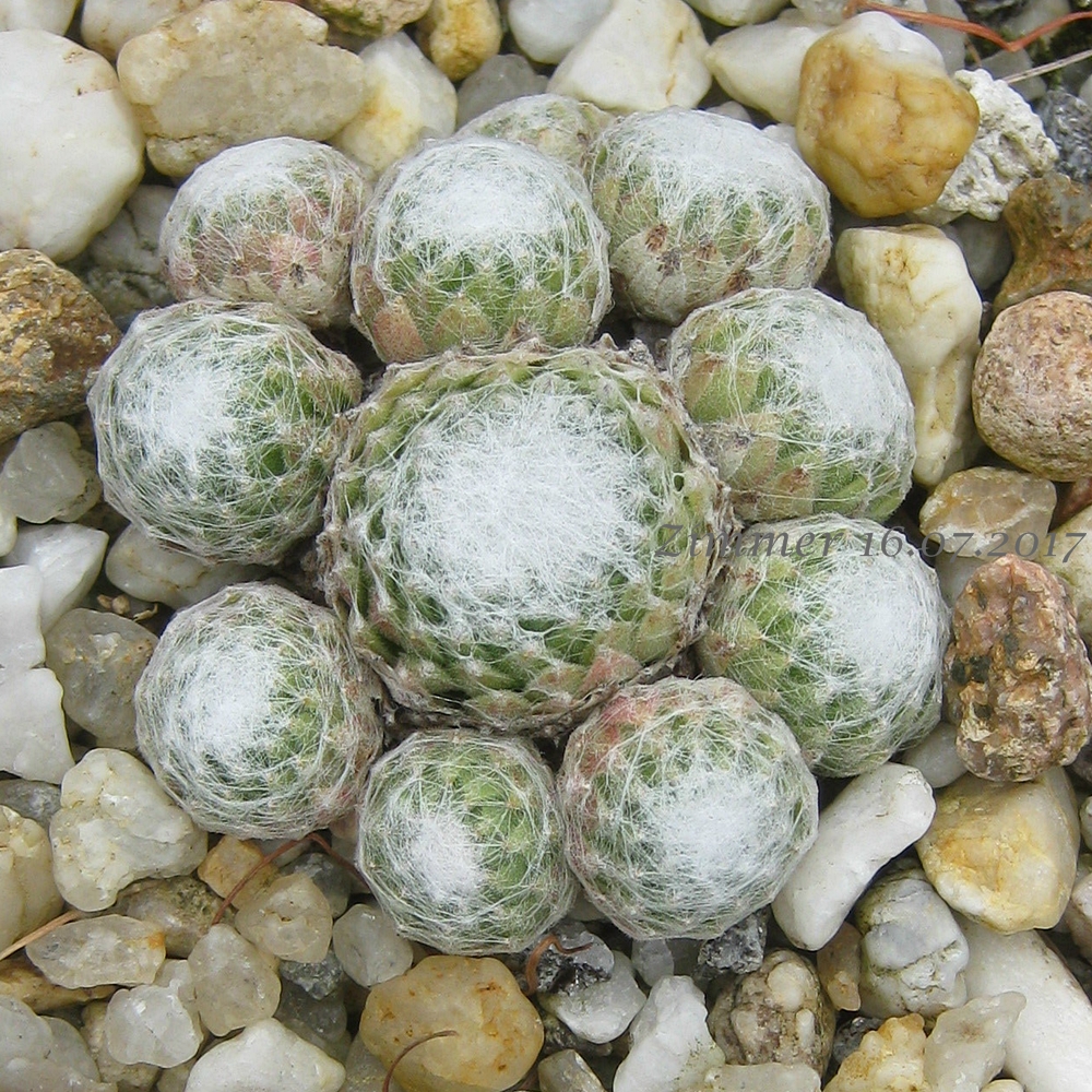 Sternschnuppe