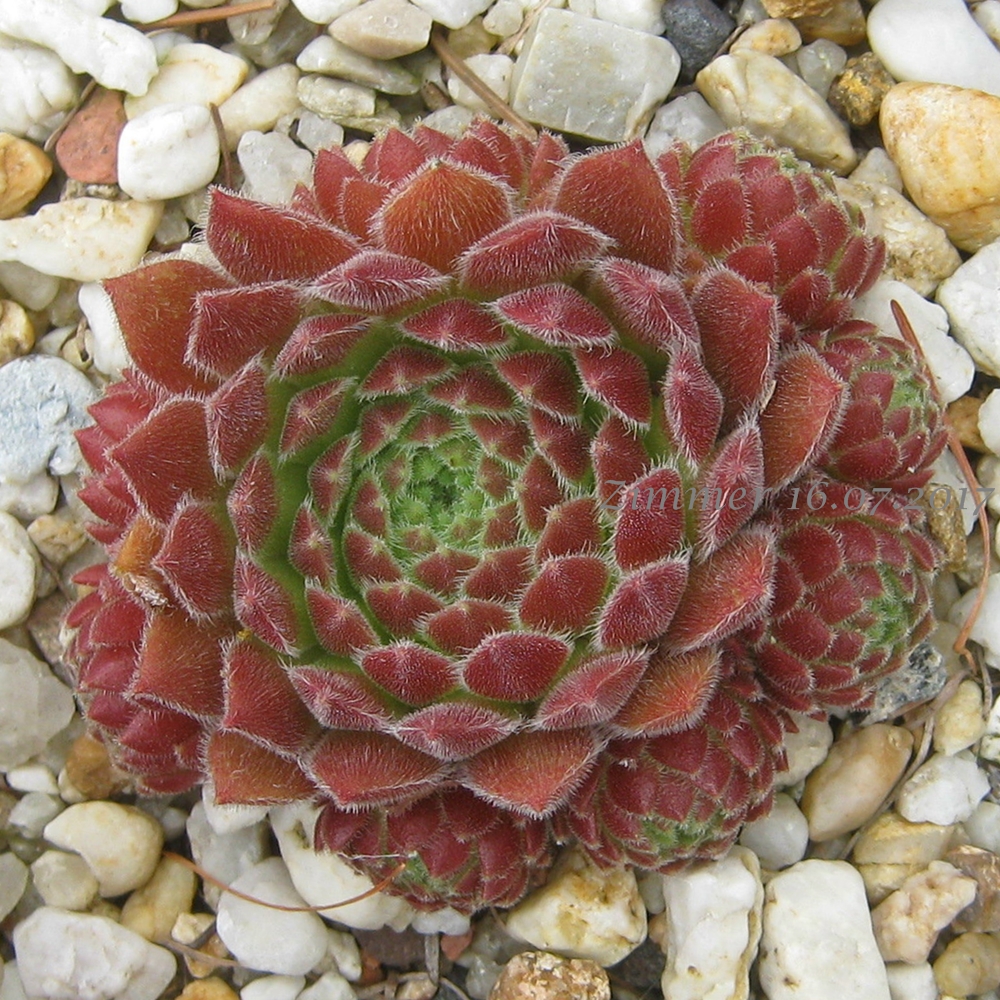 Strawberry Frosting