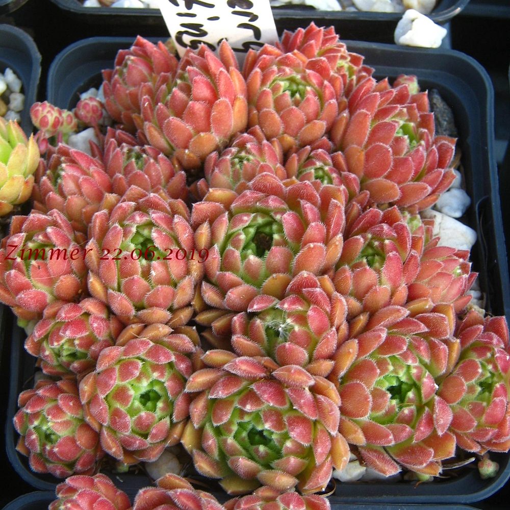 Strawberry Frosting