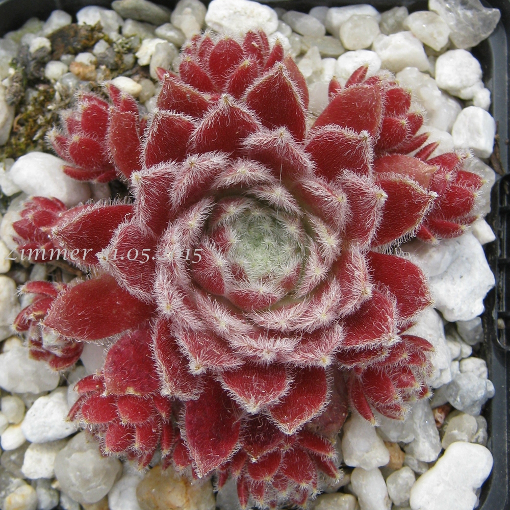 Strawberry Ice