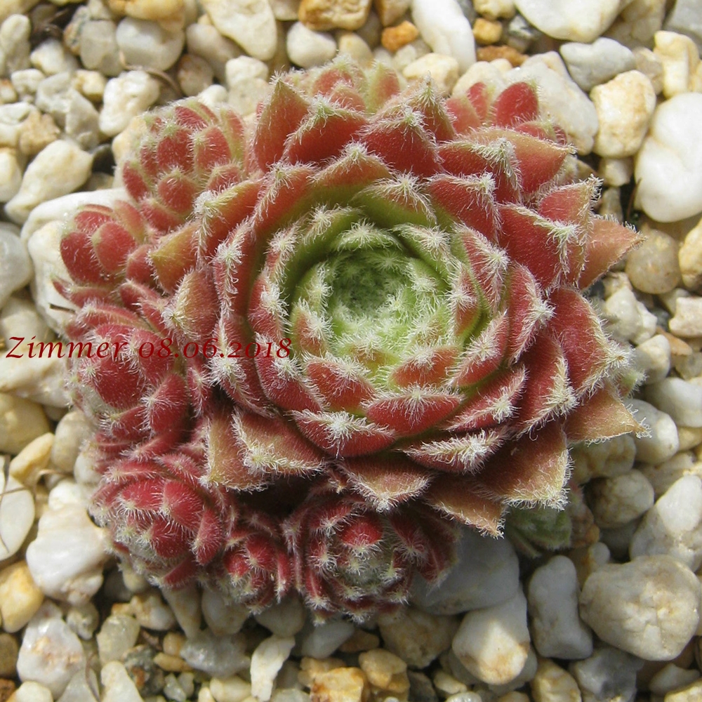 Strawberry Ice