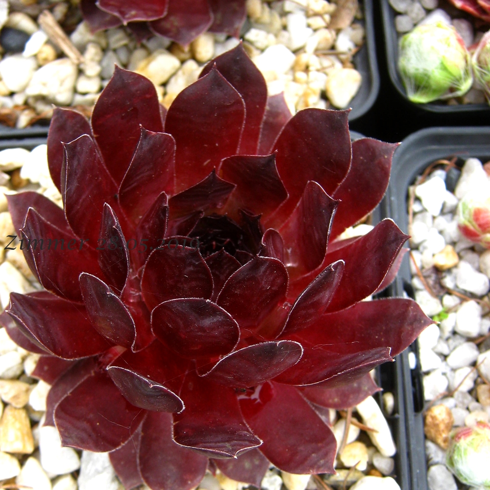 Sunray Sensation