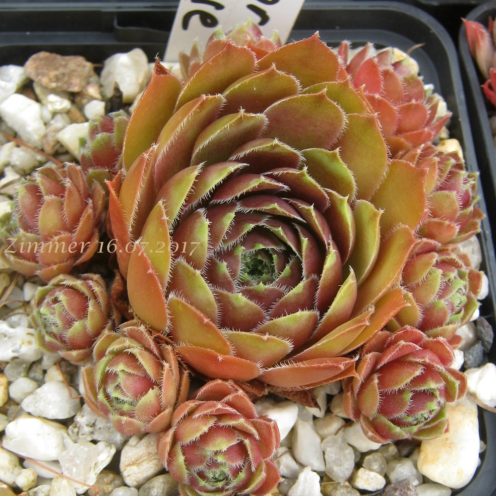 Tudor Rose