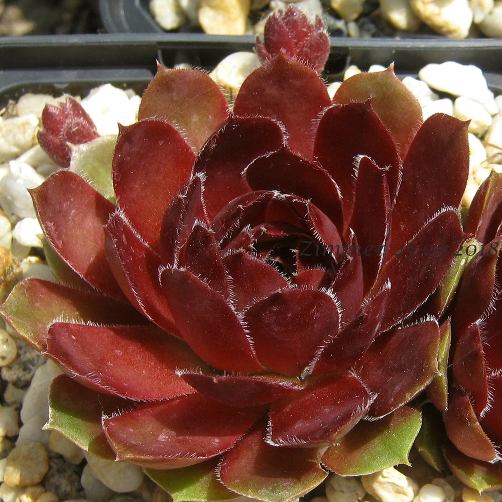 Tudor Rose