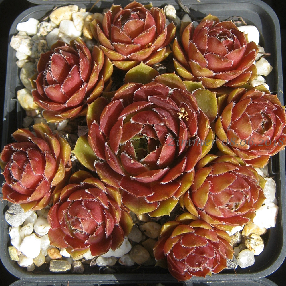 Tudor Rose