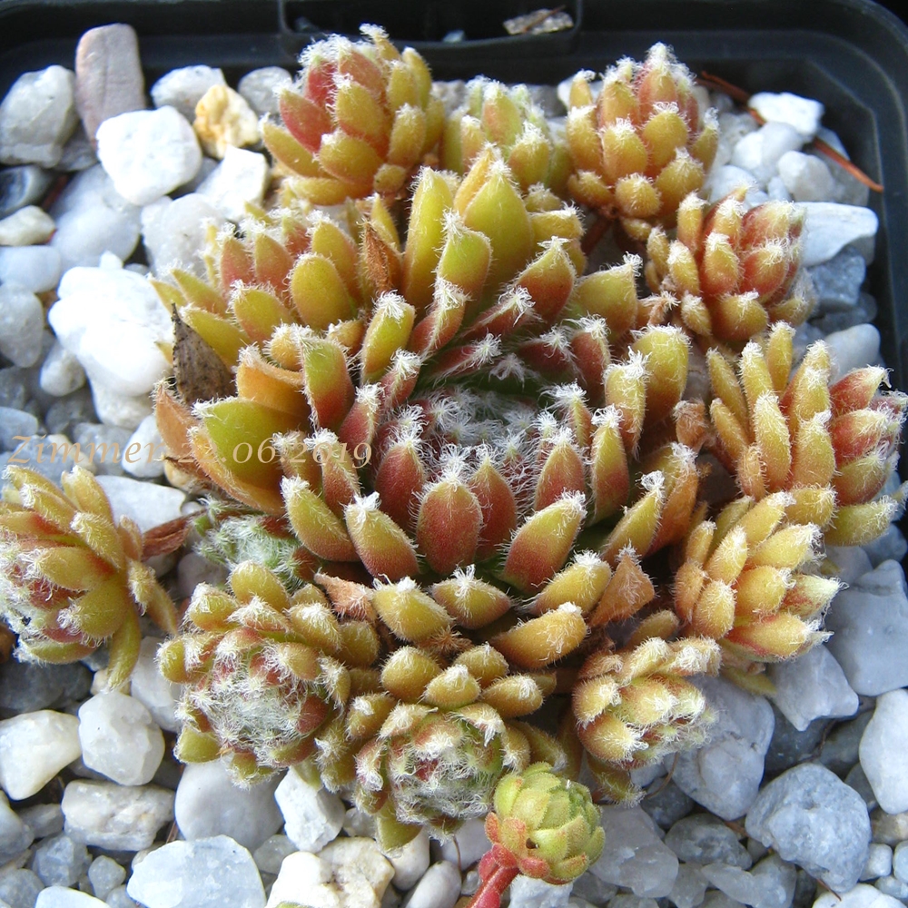 Urmina