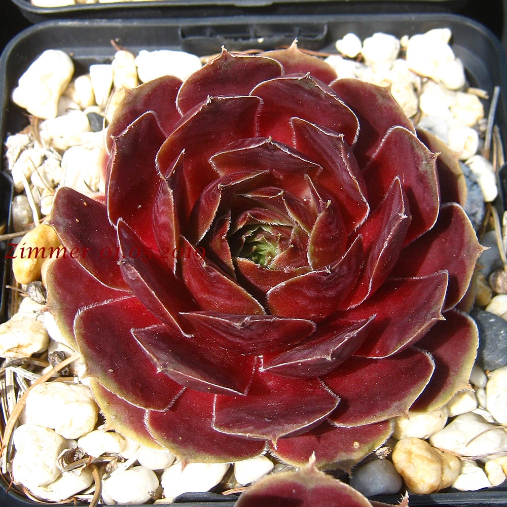 Viti