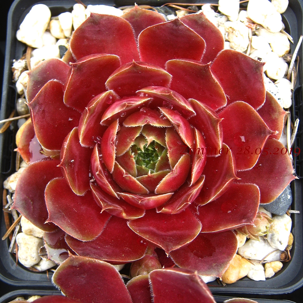 Viti