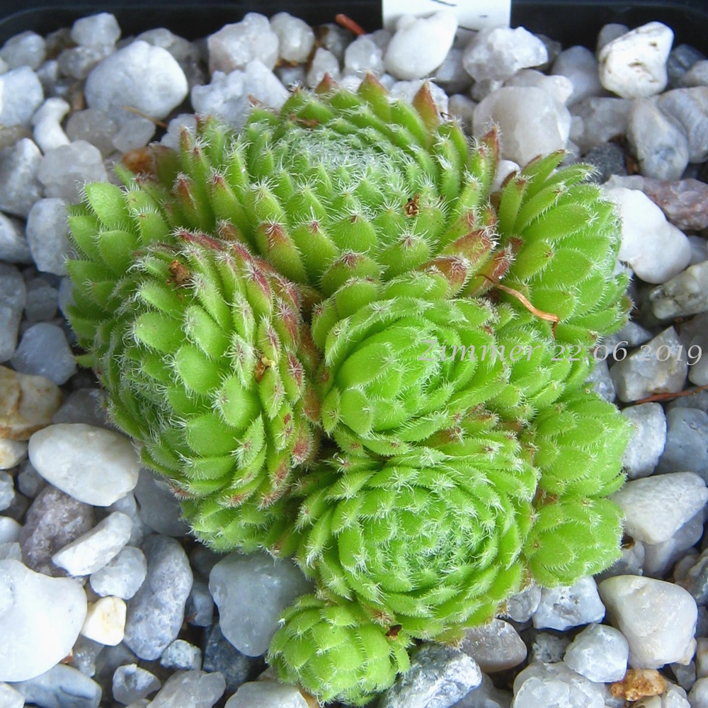 Vivinite