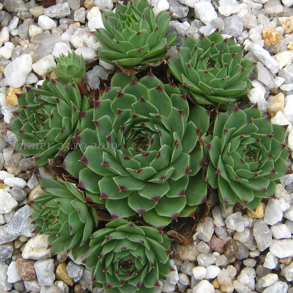 calcareum from La Mata de la Riba