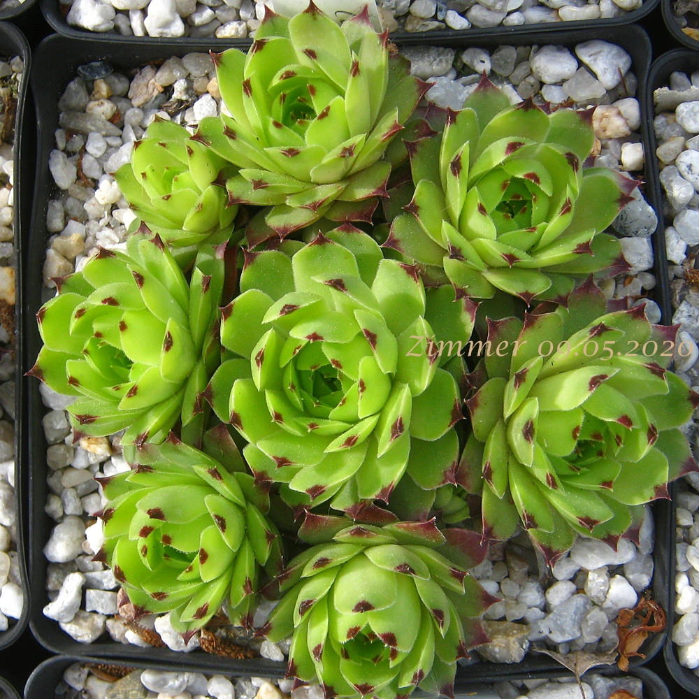 calcareum from La Mata de la Riba