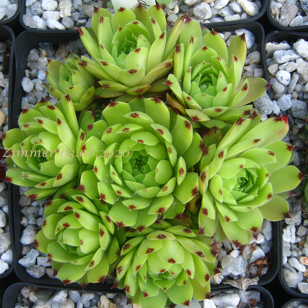 calcareum from La Mata de la Riba