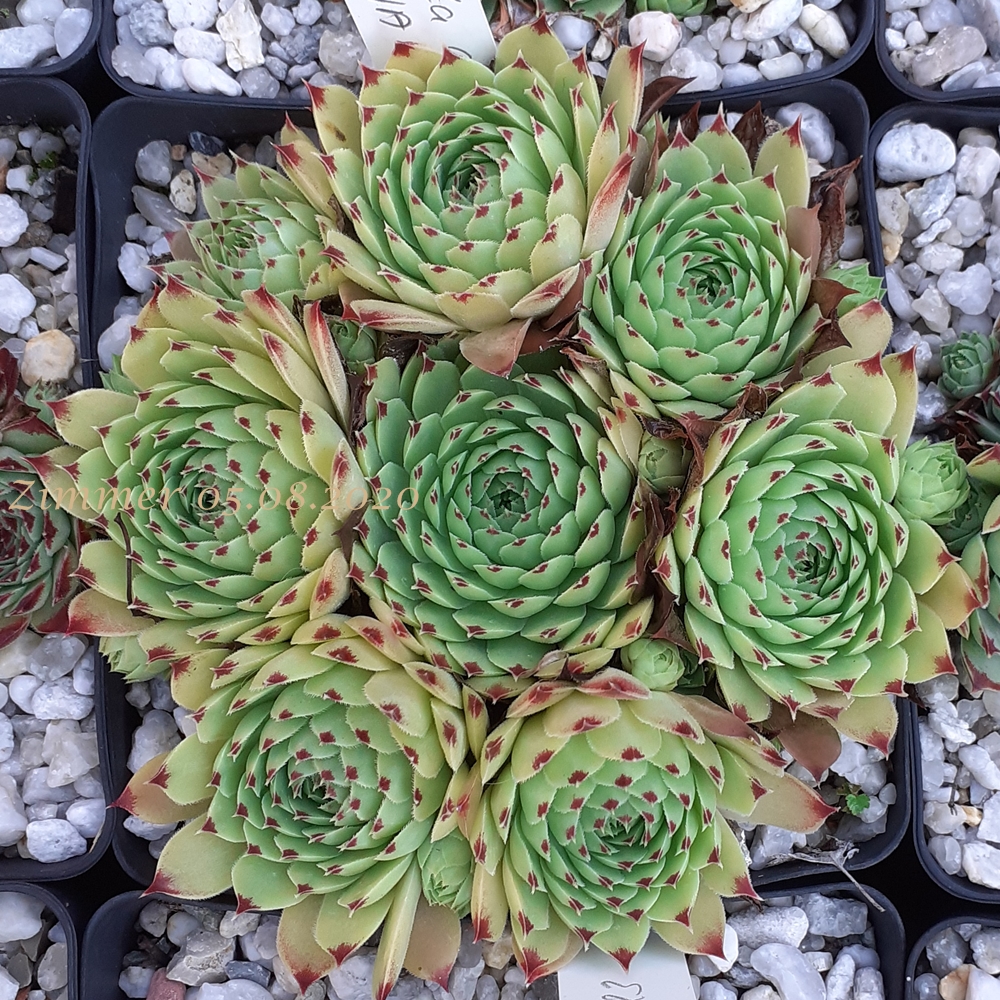 calcareum from La Mata de la Riba