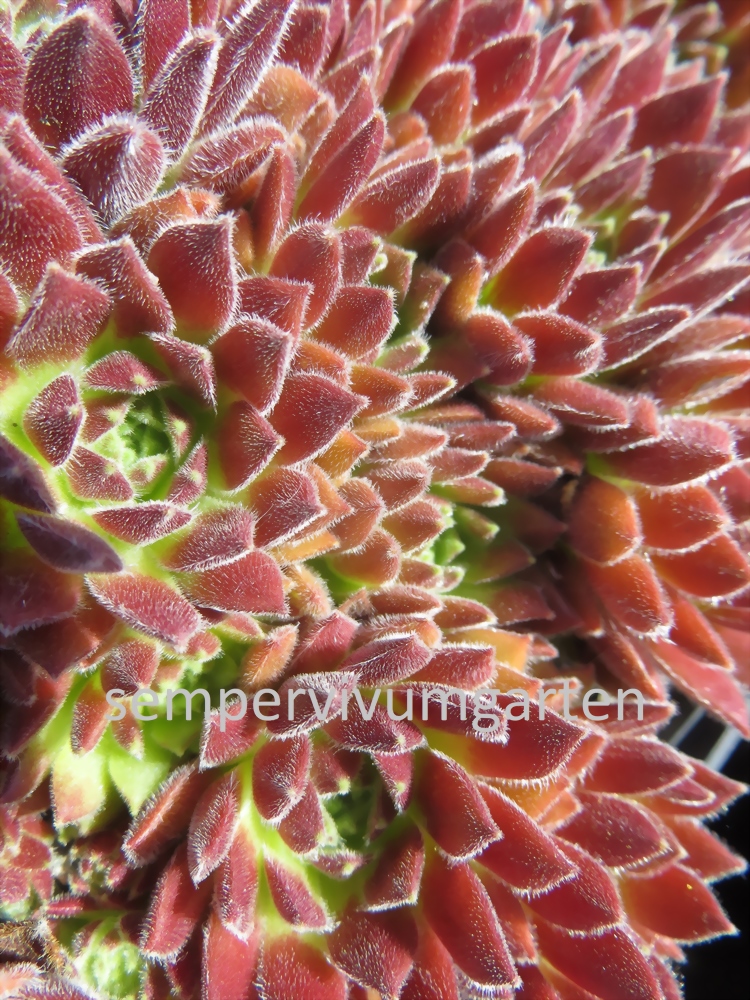 Strawberry Frosting