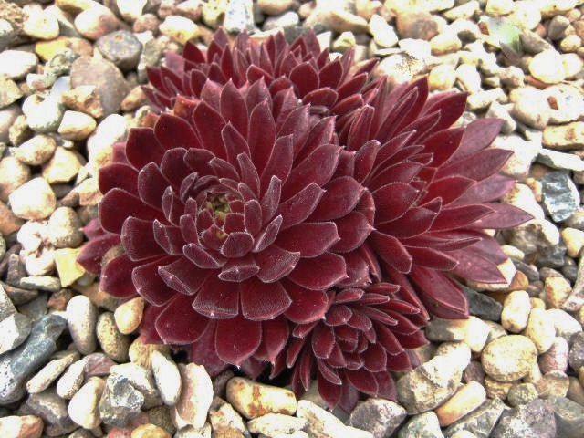 Terracotta Baby