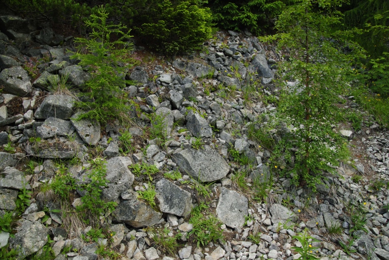 montanum ssp. carpathicum from Patria, SO Abhang