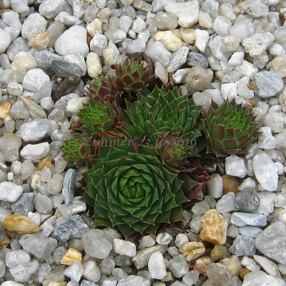 calcareum cf. from La Bernarde